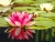 Water Lily