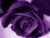 The Purple Rose