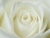 White Rose Petal