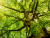 Singing Trees