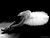 Swan Dance