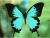 The Lingering Butterfly