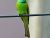 Little Green Bird