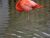 Bad Poetry Flamingo