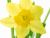 Young Daffodil