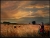 Musician In The Fields