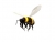The Bee