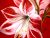 The Amaryllis Flower