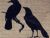 Corvus & Corvus Corax