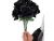 Black Rose