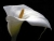  White Lily