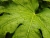 A Tear Drop on a leaf