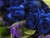 SixTeen Blue Roses