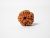 Two and Three Mukhi Rudraksha: Importance and Benefits