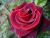 The Rose Of Life