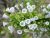 Fabiana's Moonlight Flit With Euryops