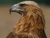 Golden Eagle