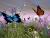 Enchanted Butterflies