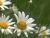 Wind Flowers