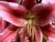 Fairytale Pink Daylily