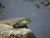 The Bullfrog Dreams of Flying