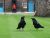 England's Faithful Ravens