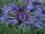Centaurea Your Are