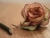 Broken Rose [7-19-06]