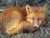 Fox dung