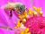 Bee Bopping on Zinnias 