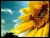 Death of a Sunflower
