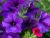 Patti Picks Pretty Purple Petunias