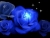 Blue roses