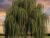 "willows"