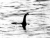 Net Nessie