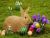 Peter and Daeja's Hunt for the Easter Eggs and the Easter Bunny