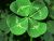 A four-leaf clover