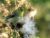 Goldfinch and Thistledown 