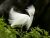 Baby egret: Derisive Derby