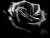 Fair is the Rose
