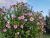 Rose of Sharon