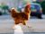 Why the chicken did cross the road