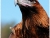 Wedge-tail Eagle