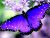 The Purple Butterfly 
