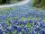 Texas Blue Bonnets in Summertime 