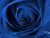 Blue Rose Dreams
