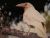 WHITE RAVEN