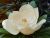 MAGNOLIA GRANDIFLORA PERDITION