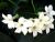 ~White Jasmine Flowers~