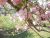 Blooming Kwanzan Cherry